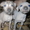 щенки голой мексиканской собачки - <ro>Изображение</ro><ru>Изображение</ru> #2, <ru>Объявление</ru> #975378