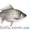 Продается свежая охлажденная рыба - <ro>Изображение</ro><ru>Изображение</ru> #5, <ru>Объявление</ru> #984286