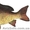 Продается свежая охлажденная рыба - <ro>Изображение</ro><ru>Изображение</ru> #8, <ru>Объявление</ru> #984286