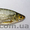 Продается свежая охлажденная рыба - <ro>Изображение</ro><ru>Изображение</ru> #10, <ru>Объявление</ru> #984286
