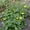 многолетние цветы - <ro>Изображение</ro><ru>Изображение</ru> #6, <ru>Объявление</ru> #971781