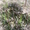 многолетние цветы - <ro>Изображение</ro><ru>Изображение</ru> #2, <ru>Объявление</ru> #971781