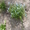 многолетние цветы - <ro>Изображение</ro><ru>Изображение</ru> #1, <ru>Объявление</ru> #971781