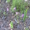 многолетние цветы - <ro>Изображение</ro><ru>Изображение</ru> #3, <ru>Объявление</ru> #971781