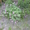 многолетние цветы - <ro>Изображение</ro><ru>Изображение</ru> #5, <ru>Объявление</ru> #971781