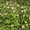 многолетние цветы - <ro>Изображение</ro><ru>Изображение</ru> #7, <ru>Объявление</ru> #971781