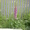 многолетние цветы - <ro>Изображение</ro><ru>Изображение</ru> #4, <ru>Объявление</ru> #971781