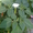 многолетние цветы - <ro>Изображение</ro><ru>Изображение</ru> #9, <ru>Объявление</ru> #971781