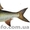 Продается свежая охлажденная рыба - <ro>Изображение</ro><ru>Изображение</ru> #4, <ru>Объявление</ru> #984286