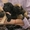 Щенки Южноафриканского Бурбуля черного и рыжего окрасов - <ro>Изображение</ro><ru>Изображение</ru> #1, <ru>Объявление</ru> #1000378