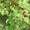 обработка сада деревьев растений. Услуги садовника - <ro>Изображение</ro><ru>Изображение</ru> #6, <ru>Объявление</ru> #568561