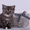 Котята британские шиншиллы и шотландские прямоухие - <ro>Изображение</ro><ru>Изображение</ru> #2, <ru>Объявление</ru> #995500
