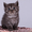 Котята британские шиншиллы и шотландские прямоухие - <ro>Изображение</ro><ru>Изображение</ru> #3, <ru>Объявление</ru> #995500