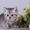 Котята британские шиншиллы и шотландские прямоухие - <ro>Изображение</ro><ru>Изображение</ru> #1, <ru>Объявление</ru> #995500