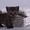 Котята британские шиншиллы и шотландские прямоухие - <ro>Изображение</ro><ru>Изображение</ru> #4, <ru>Объявление</ru> #995500