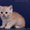 Котята британские шиншиллы и шотландские прямоухие - <ro>Изображение</ro><ru>Изображение</ru> #5, <ru>Объявление</ru> #995500