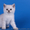 Котята британские шиншиллы и шотландские прямоухие - <ro>Изображение</ro><ru>Изображение</ru> #6, <ru>Объявление</ru> #995500