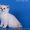 Котята британские шиншиллы и шотландские прямоухие - <ro>Изображение</ro><ru>Изображение</ru> #8, <ru>Объявление</ru> #995500