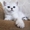 Элитные котята Британские шиншилловые,  затушеванное серебро #993984