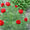 обработка сада деревьев растений. Услуги садовника - <ro>Изображение</ro><ru>Изображение</ru> #7, <ru>Объявление</ru> #568561
