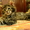 Чудные Котята Мейн-Кунята Ждут Вас - <ro>Изображение</ro><ru>Изображение</ru> #5, <ru>Объявление</ru> #1009461