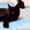 Чудные Котята Мейн-Кунята Ждут Вас - <ro>Изображение</ro><ru>Изображение</ru> #2, <ru>Объявление</ru> #1009461