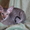 Ориентальные леопардовые котята - <ro>Изображение</ro><ru>Изображение</ru> #1, <ru>Объявление</ru> #1002573