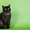 Котята скоттиш страйт, фолд, хайленд - <ro>Изображение</ro><ru>Изображение</ru> #6, <ru>Объявление</ru> #1004972