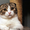 Котята скоттиш страйт, фолд, хайленд - <ro>Изображение</ro><ru>Изображение</ru> #5, <ru>Объявление</ru> #1004972
