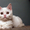 Котята скоттиш страйт, фолд, хайленд - <ro>Изображение</ro><ru>Изображение</ru> #1, <ru>Объявление</ru> #1004972