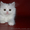 Котята скоттиш страйт, фолд, хайленд - <ro>Изображение</ro><ru>Изображение</ru> #4, <ru>Объявление</ru> #1004972