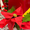 Рождественский венок - <ro>Изображение</ro><ru>Изображение</ru> #3, <ru>Объявление</ru> #1007901