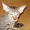 Ориентальные леопардовые котята - <ro>Изображение</ro><ru>Изображение</ru> #2, <ru>Объявление</ru> #1002573