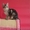 Крупные  котята мейн кун - <ro>Изображение</ro><ru>Изображение</ru> #1, <ru>Объявление</ru> #1029479