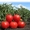 помидоры серии Сибирский сад  ХЛЕБОСОЛЬНЫЙ