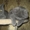 Экзотические котята-экзоты - <ro>Изображение</ro><ru>Изображение</ru> #4, <ru>Объявление</ru> #924583