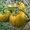 помидоры серии Сибирский сад  Сибирский малахит #1023995