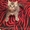 Шотландские котята фолд и страйт - <ro>Изображение</ro><ru>Изображение</ru> #4, <ru>Объявление</ru> #1044333