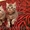 Шотландские котята фолд и страйт - <ro>Изображение</ro><ru>Изображение</ru> #6, <ru>Объявление</ru> #1044333