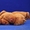 Красивые щенки выжлы – венгерской легавой - <ro>Изображение</ro><ru>Изображение</ru> #2, <ru>Объявление</ru> #1035974