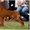 Красивые щенки выжлы – венгерской легавой - <ro>Изображение</ro><ru>Изображение</ru> #1, <ru>Объявление</ru> #1035974