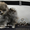 Эксклюзивные мини щеночки карликового померанского шпица VIP-SHOW-classa! - <ro>Изображение</ro><ru>Изображение</ru> #2, <ru>Объявление</ru> #1059689