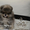 Эксклюзивные мини щеночки карликового померанского шпица VIP-SHOW-classa! - <ro>Изображение</ro><ru>Изображение</ru> #1, <ru>Объявление</ru> #1059689