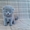 Вислоухий котенок скоттиш-фолд голубой #1056903