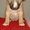 Бультерьер миниатюрный (карликовый) щеночки  - <ro>Изображение</ro><ru>Изображение</ru> #3, <ru>Объявление</ru> #1071000