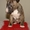Бультерьер миниатюрный (карликовый) щеночки  - <ro>Изображение</ro><ru>Изображение</ru> #2, <ru>Объявление</ru> #1071000