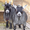 мини овцы, карликовые антилопы, карликовые коровы, лани др. - <ro>Изображение</ro><ru>Изображение</ru> #3, <ru>Объявление</ru> #1067536