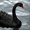 Черный и Черношейный лебедь, продам лебедей - <ro>Изображение</ro><ru>Изображение</ru> #2, <ru>Объявление</ru> #1067514