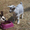 мини овцы, карликовые антилопы, карликовые коровы, лани др. - <ro>Изображение</ro><ru>Изображение</ru> #2, <ru>Объявление</ru> #1067536