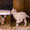 мини овцы, карликовые антилопы, карликовые коровы, лани др. - <ro>Изображение</ro><ru>Изображение</ru> #1, <ru>Объявление</ru> #1067536